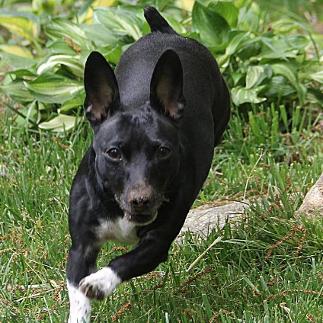 Barnett's Weebits Party Time Gal Teddy Roosevelt Terrier