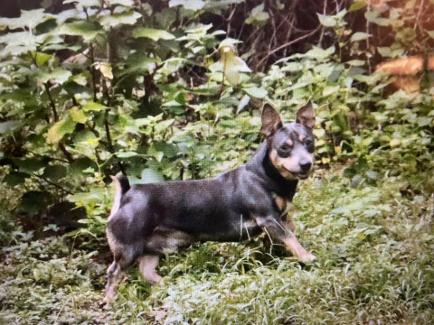 Hidden Valley Rambling Renovator Teddy Roosevelt Terrier