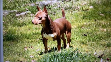 Flowriders Wonka Mudslide Teddy Roosevelt Terrier