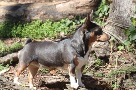 Barnett's Once in A Blue Moon Teddy Roosevelt Terrier