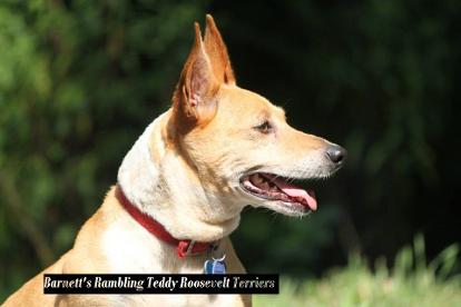 Barnett Rambling Teddy Roosevelt Terriers Foundation Girl