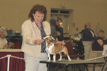 Barnett's Teddy Roosevelt Terrier