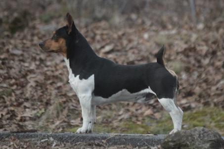 Barnett's Weebits Zorro Teddy Roosevelt Terrier 