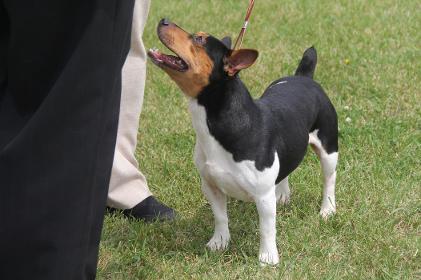 Top Ten 2014 UKC Teddy Roosevelt Terrier