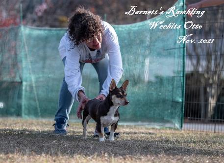 Barnett's Rambling Weebits Otto Teddy Roosevelt Terrier