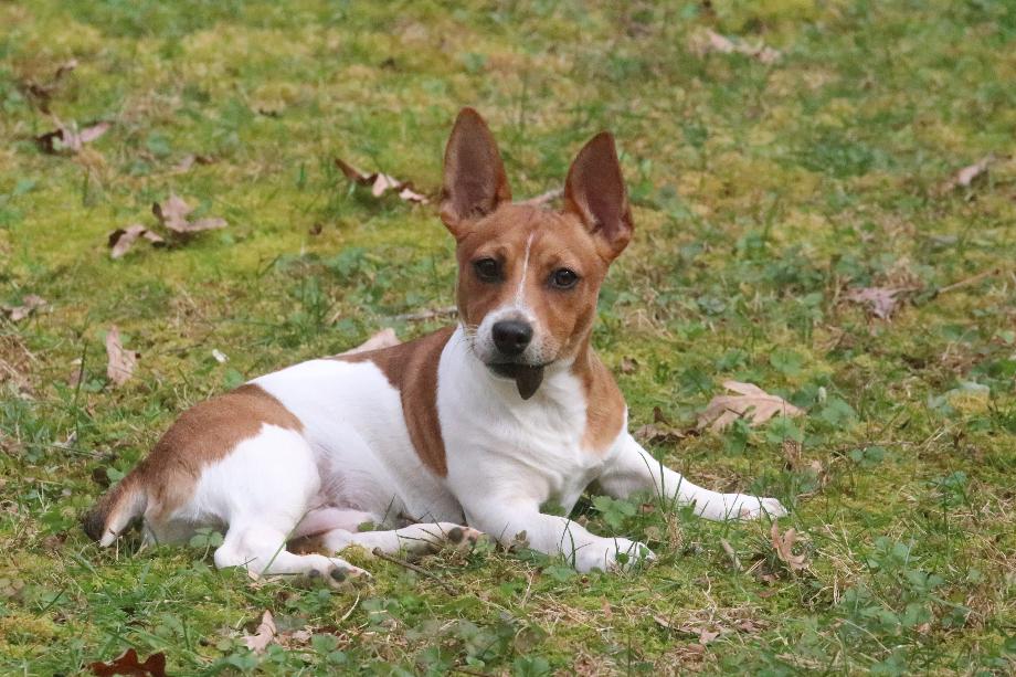 Barnett's Rambling Lethal Weapon Teddy Roosevelt Terrier