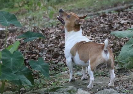 Barnett's Rambling Legacy Teddy Roosevelt Terrier