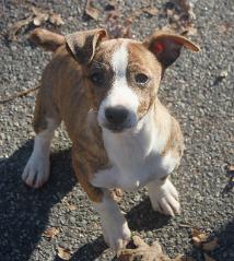 Barnett's Teddy Roosevelt Terrier