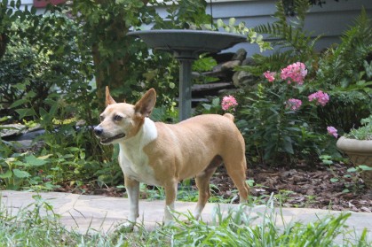 Barnett's Ginger Girl Foundation Teddy Roosevelt Terrier