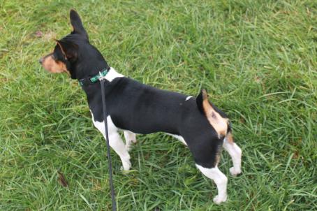 Barnett's Teddy Roosevelt Terriers